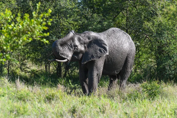 Elefante Parque Nacional Kruger África Sul — Fotografia de Stock