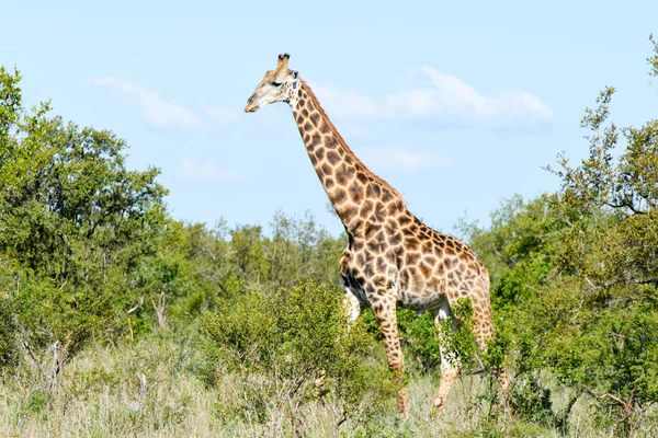 Girafa Parque Nacional Kruger África Sul — Fotografia de Stock