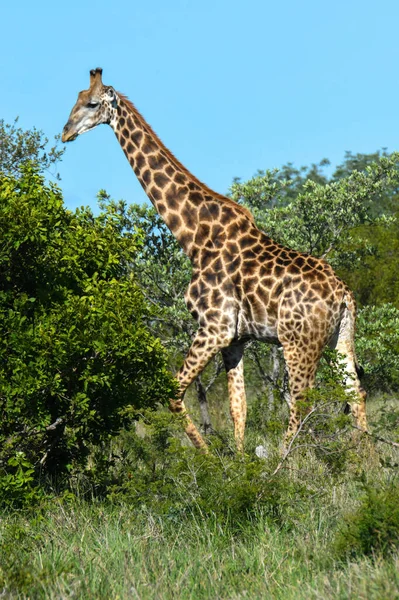 Jirafa Del Parque Nacional Kruger Sudáfrica — Foto de Stock
