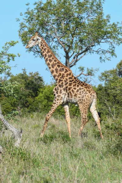 Żyrafa Parku Narodowego Kruger Republice Południowej Afryki — Zdjęcie stockowe