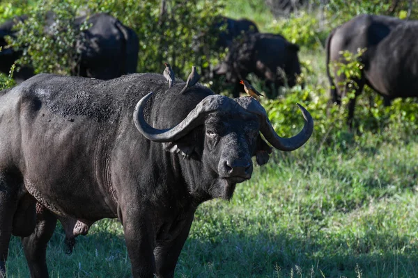 Buvoli Národním Parku Kruger Jižní Africe — Stock fotografie