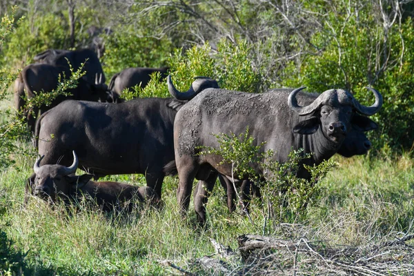 Bölények Kruger Nemzeti Parkban Dél Afrikában — Stock Fotó