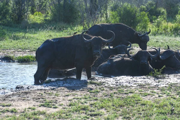 Büffel Krüger Nationalpark Südafrika — Stockfoto