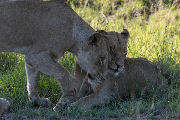 南非克鲁格国家公园的女狮像 — 图库照片