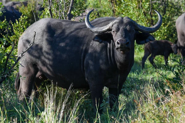 Bölények Kruger Nemzeti Parkban Dél Afrikában — Stock Fotó