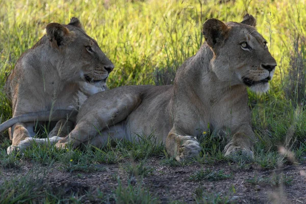 Güney Afrika Daki Kruger Ulusal Parkı Nda Dişi Aslanlar — Stok fotoğraf