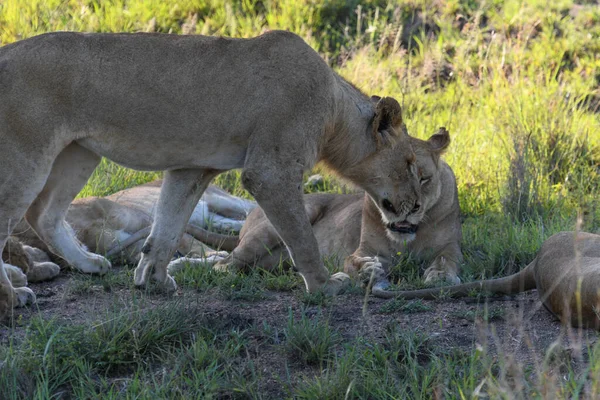 Leonas Parque Nacional Kruger Sudáfrica — Foto de Stock