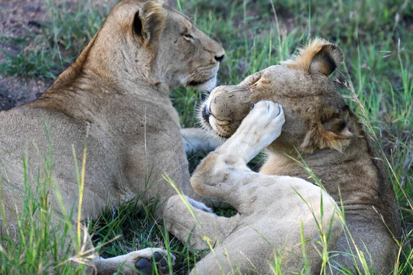 Lwice Parku Narodowym Kruger Republice Południowej Afryki — Zdjęcie stockowe