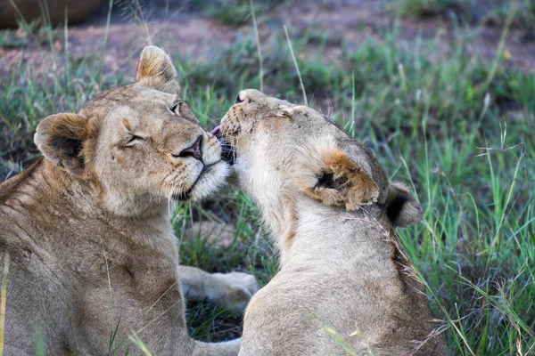 Lionnes Sur Parc National Kruger Afrique Sud — Photo