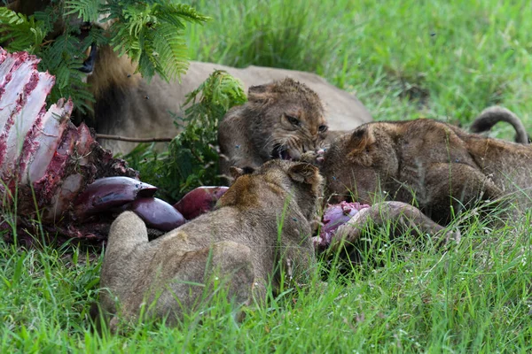 Leões Com Restos Búfalo Parque Nacional Kruger África Sul — Fotografia de Stock