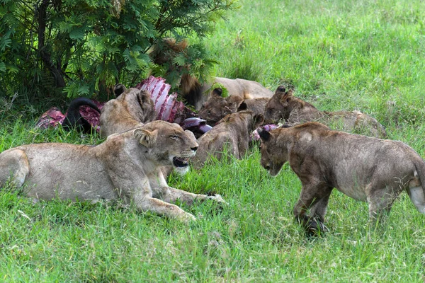Lwy Szczątkami Bawoła Parku Narodowym Kruger Republice Południowej Afryki — Zdjęcie stockowe