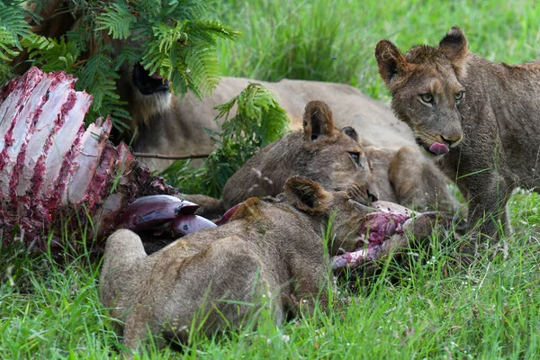 在南非克鲁格国家公园里的狮子和一头水牛的遗骸 — 图库照片