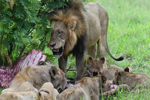 Leões Com Restos Búfalo Parque Nacional Kruger África Sul — Fotografia de Stock
