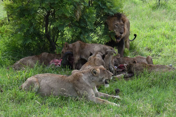 Lions Avec Les Restes Buffle Sur Parc National Kruger Afrique — Photo