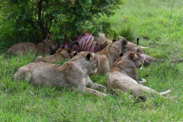Leones Con Los Restos Búfalo Parque Nacional Kruger Sudáfrica — Foto de Stock