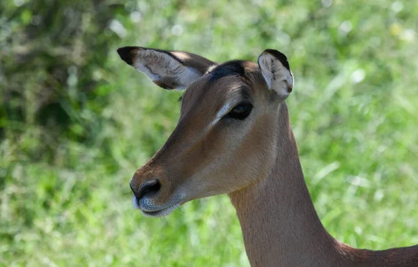Nahaufnahme Einer Gazelle Krüger Nationalpark Südafrika — Stockfoto