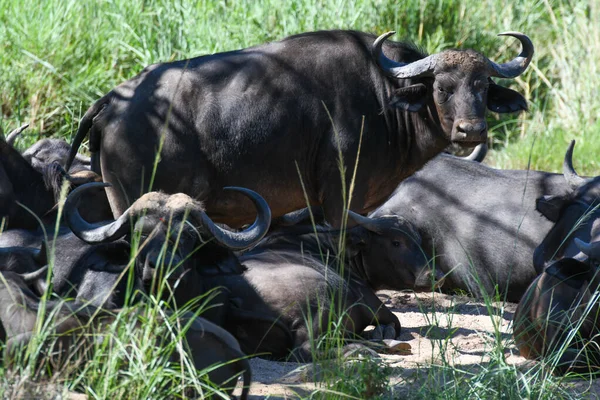 Búfalos Parque Nacional Kruger África Sul — Fotografia de Stock