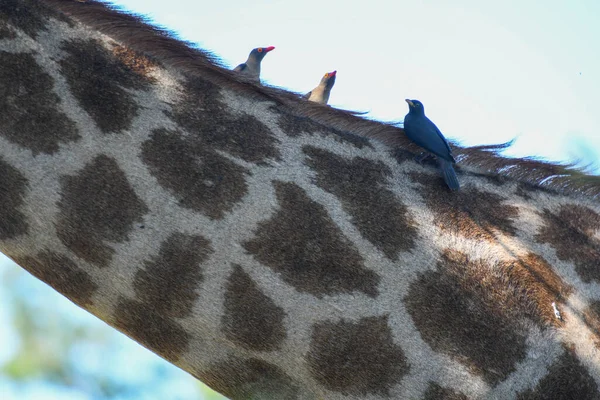 Güney Afrika Daki Kruger Ulusal Parkı Ndaki Zürafa Kuşların Detayları — Stok fotoğraf