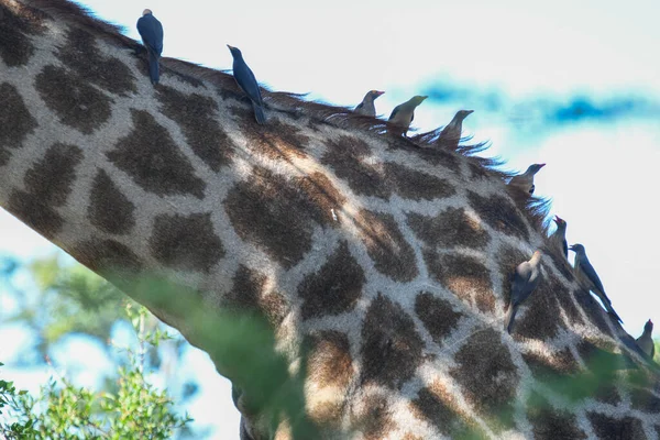 Detalhe Uma Girafa Pássaros Parque Nacional Kruger África Sul — Fotografia de Stock