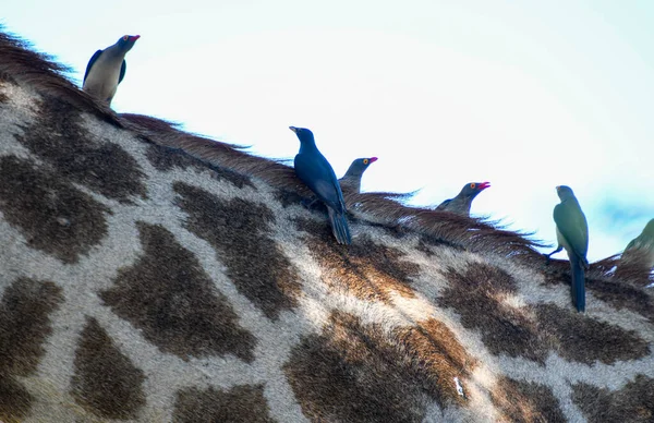 Detalhe Uma Girafa Pássaros Parque Nacional Kruger África Sul — Fotografia de Stock