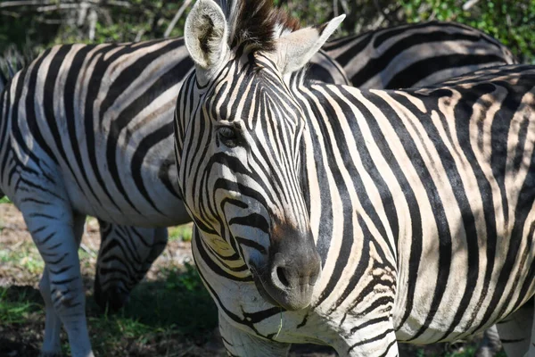 Zebras Vid Kruger Nationalpark Sydafrika — Stockfoto