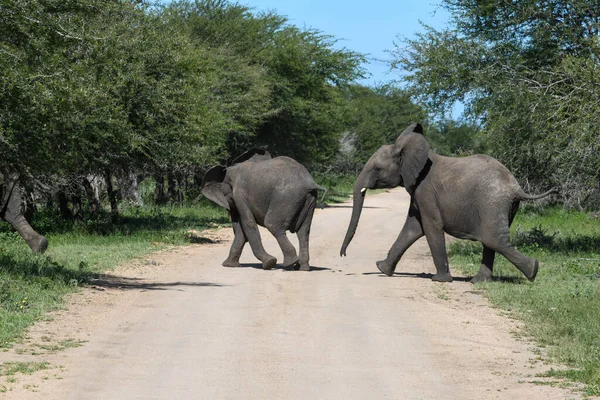 Słonie Parku Narodowym Kruger Rpa — Zdjęcie stockowe