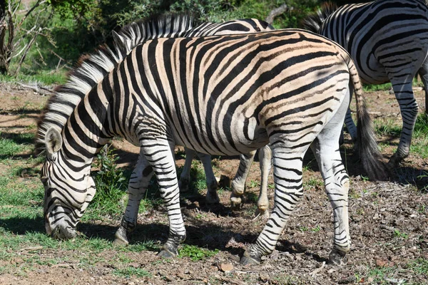 Zebras Στο Εθνικό Πάρκο Kruger Στη Νότια Αφρική — Φωτογραφία Αρχείου