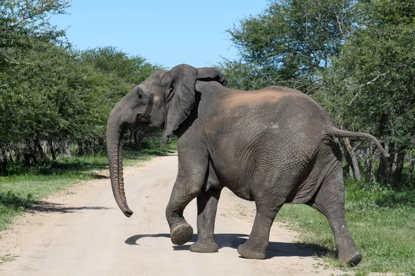 Elefante Parque Nacional Kruger África Sul — Fotografia de Stock