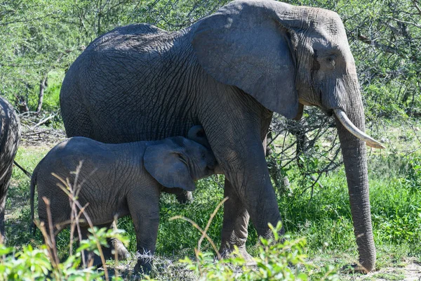 Ελέφαντες Στο Εθνικό Πάρκο Kruger Στη Νότια Αφρική — Φωτογραφία Αρχείου