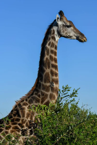 Güney Afrika Daki Kruger Ulusal Parkı Zürafası — Stok fotoğraf