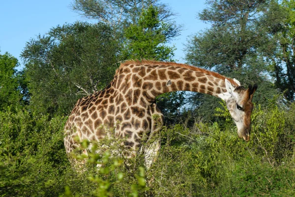 Girafa Parque Nacional Kruger África Sul — Fotografia de Stock