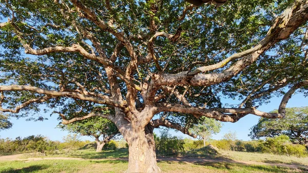 Detalhe Uma Árvore Parque Nacional Kruger África Sul — Fotografia de Stock