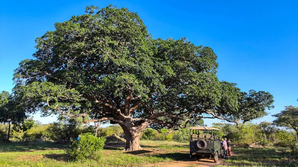 Kruger Park Sudafrica Gennaio 2023 Camion Con Turisti Nel Parco — Foto Stock