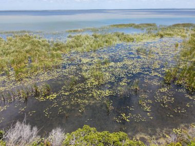 Güney Afrika 'daki Isimangaliso sulak arazi parkının manzarası