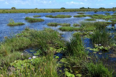 Güney Afrika 'daki Isimangaliso sulak arazi parkının manzarası