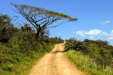 Güney Afrika 'daki Isimangaliso bataklık parkındaki toprak yol.