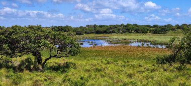 Güney Afrika 'daki Isimangaliso sulak arazi parkının manzarası