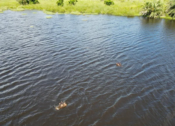 Drone Vista Hippopotamus Sul Parco Acquatico Isimangaliso Sud Africa — Foto Stock