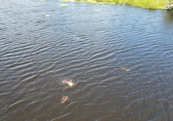 Drone Vista Hippopotamus Sul Parco Acquatico Isimangaliso Sud Africa — Foto Stock