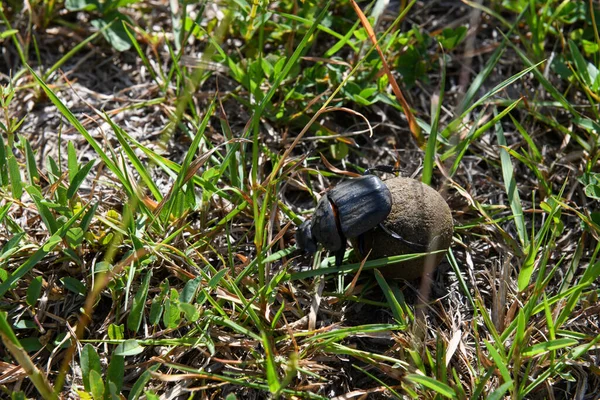 Dung beetle at Isimangaliso wetland park on South Africa