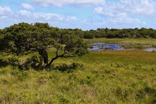 Landschaft Des Isimangaliso Feuchtgebiets Südafrika — Stockfoto