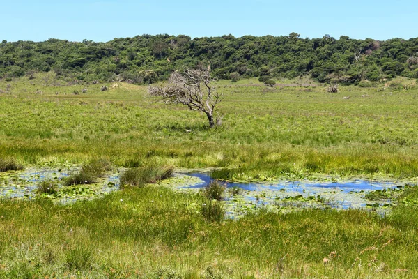 Paesaggio Del Parco Acquatico Isimangaliso Sudafrica — Foto Stock