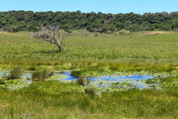 南アフリカ共和国イスマンガリソ湿地公園の景観 — ストック写真
