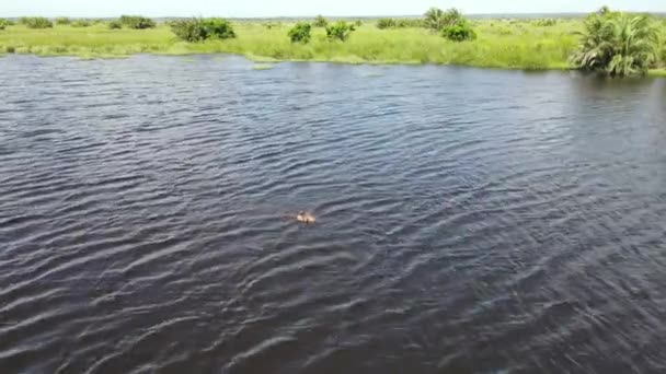 Vista Drone Hippopopotamus Parque Zonas Húmidas Isimangaliso Sul — Vídeo de Stock