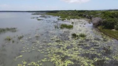 Güney Afrika 'daki Isimangaliso sulak arazi parkındaki Hippopotamus' ta insansız hava aracı görüntüsü