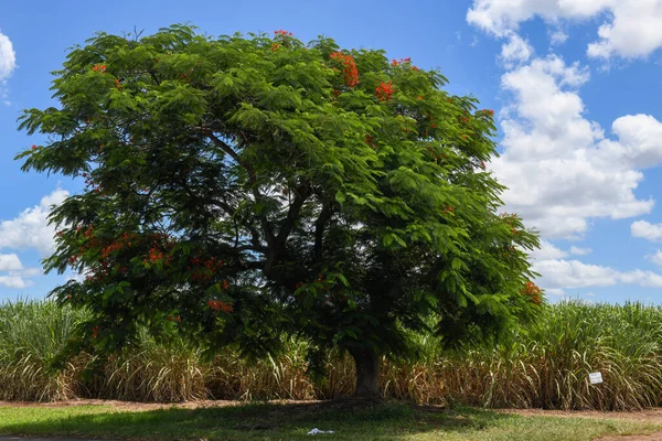 Bomen Suikerrietveld Mhlume Swaziland — Stockfoto
