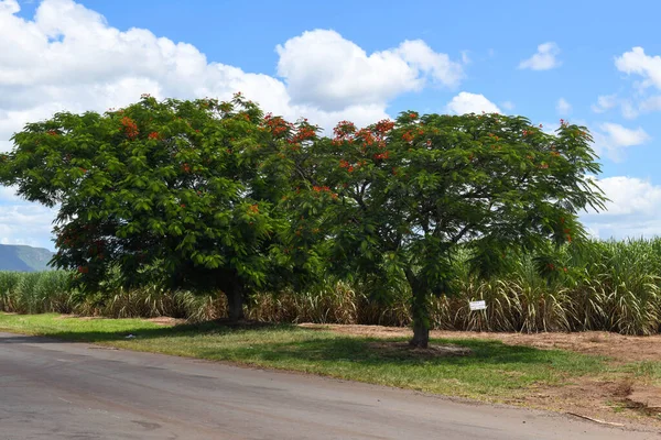 Bäume Und Zuckerrohrfeld Bei Mhlume Auf Swasiland — Stockfoto