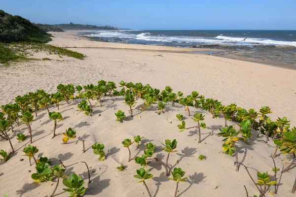 Widok Drona Plaży Shelly Republice Południowej Afryki — Zdjęcie stockowe