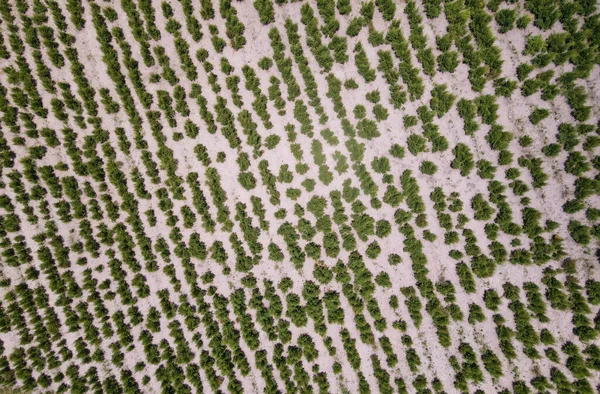Drone Vista Campo Agricolo Sulla Gola Oribi Vicino Port Shepstone — Foto Stock