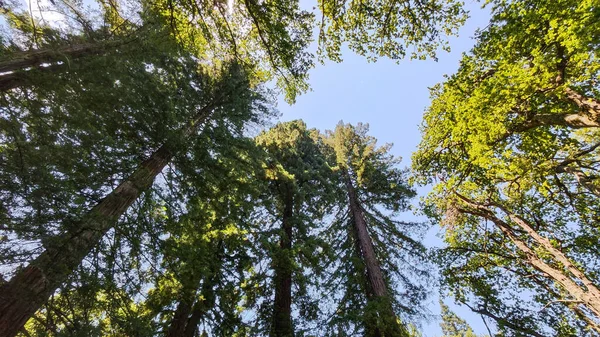 Большие Деревья Окраине Хохфильцена Юар — стоковое фото